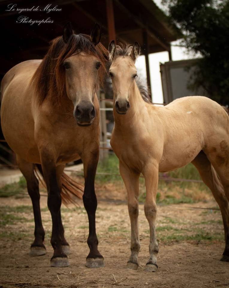 Filly Creme For sale 2025 Buckskin