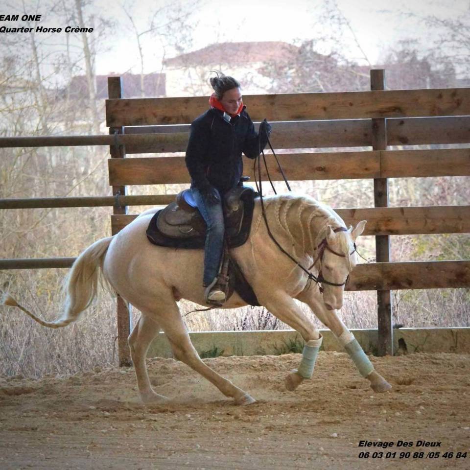 Filly Creme For sale 2025 Buckskin