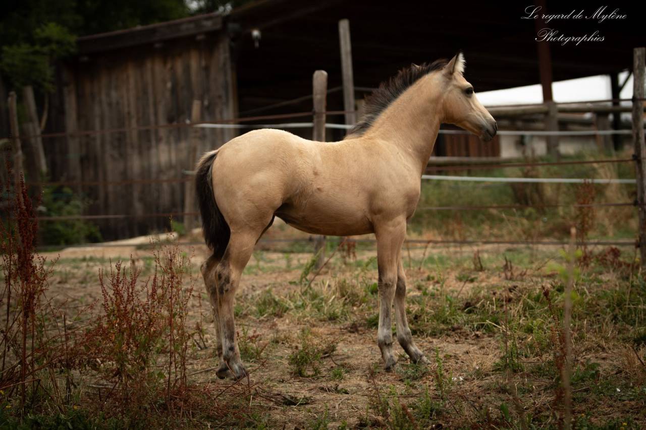 Filly Creme For sale 2025 Buckskin