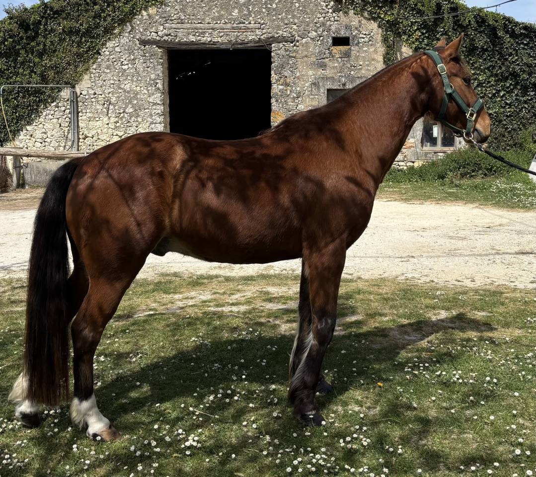 Gelding French Saddle Pony For sale 2018 Bay