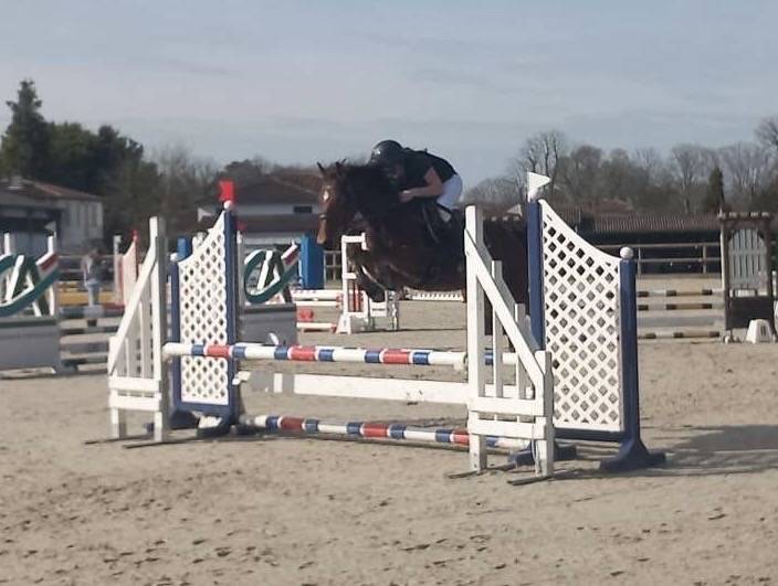 Gelding French Saddle Pony For sale 2018 Bay