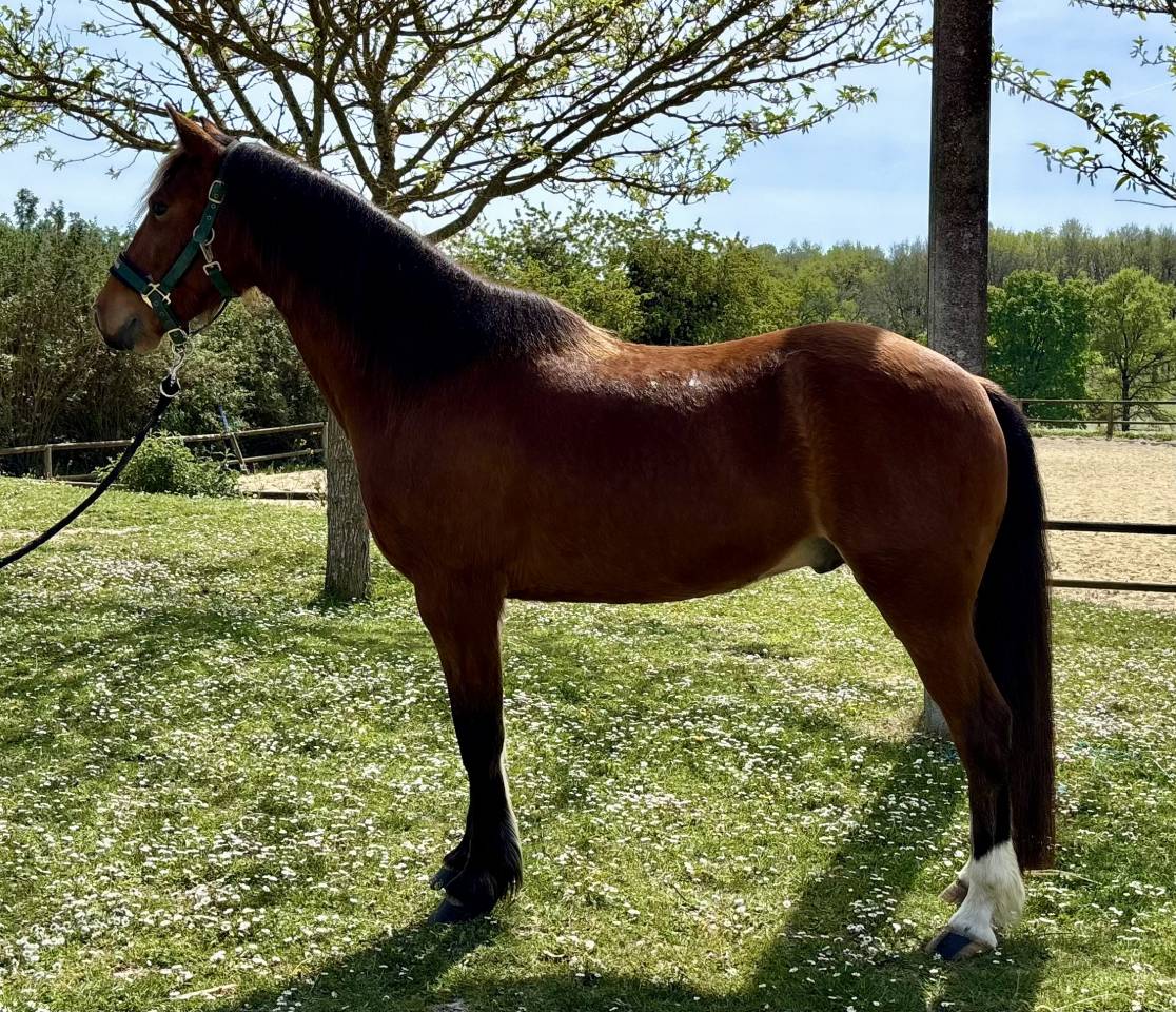 Gelding French Saddle Pony For sale 2018 Bay