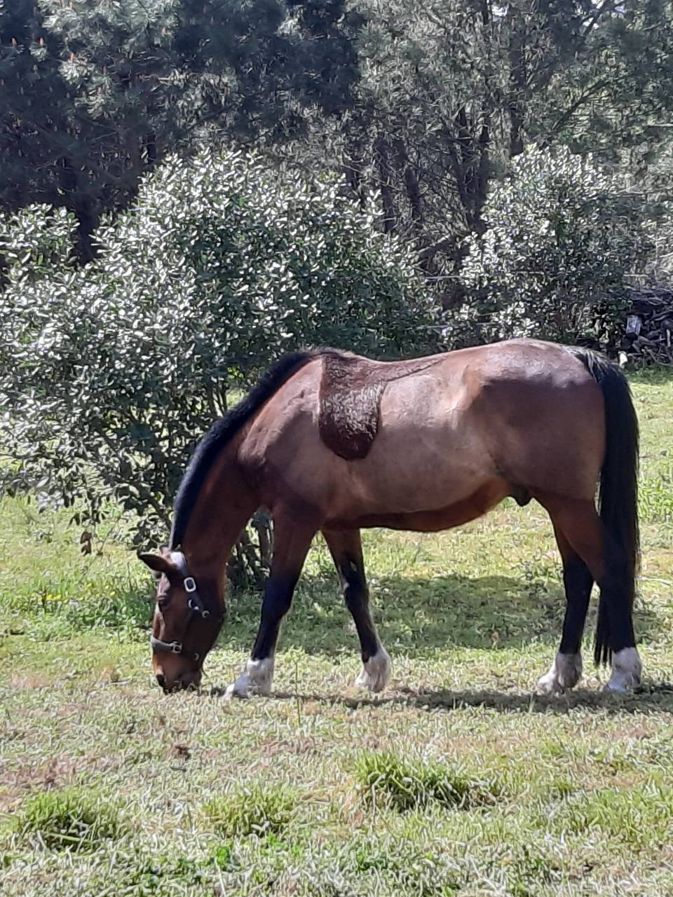 Gelding French Trotter For sale 2010 Bay