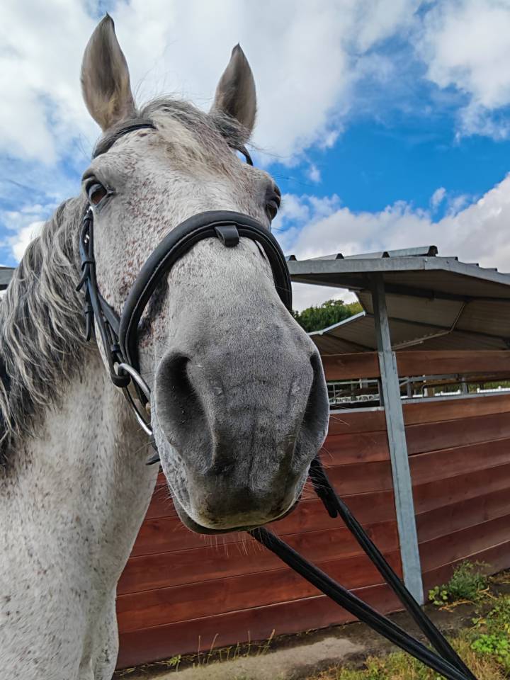 Entire PRE Pure Spanish Bred For sale 2014 Grey