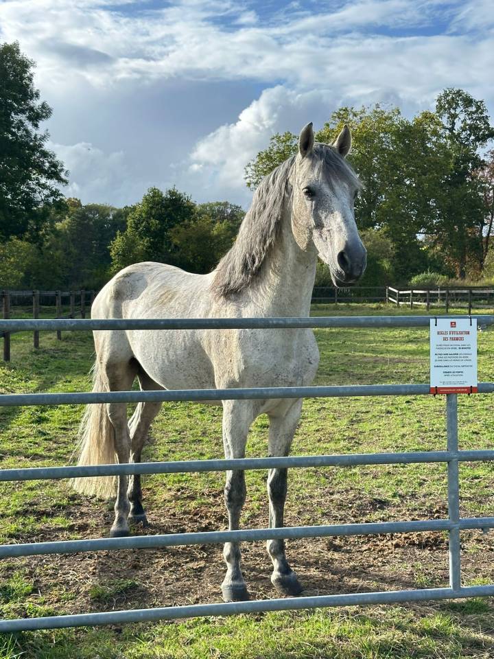 Entire PRE Pure Spanish Bred For sale 2014 Grey