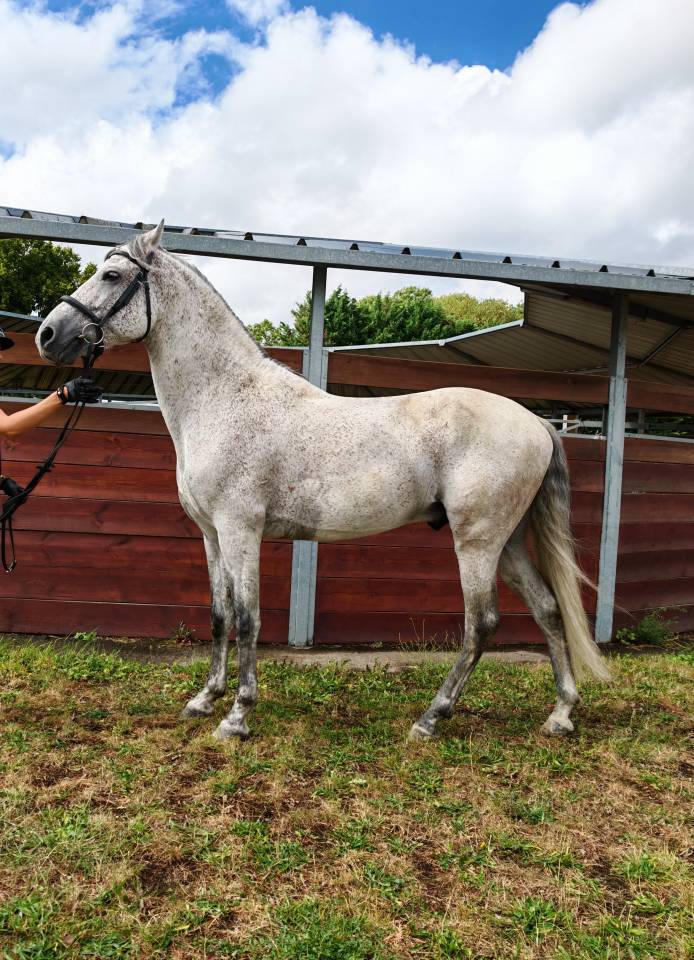 Entire PRE Pure Spanish Bred For sale 2014 Grey