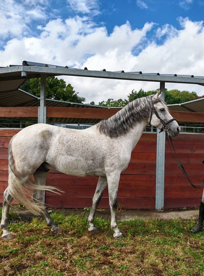 Entire PRE Pure Spanish Bred For sale 2014 Grey