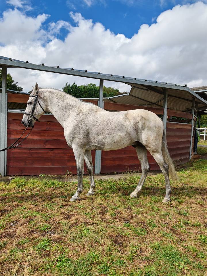 Entire PRE Pure Spanish Bred For sale 2014 Grey
