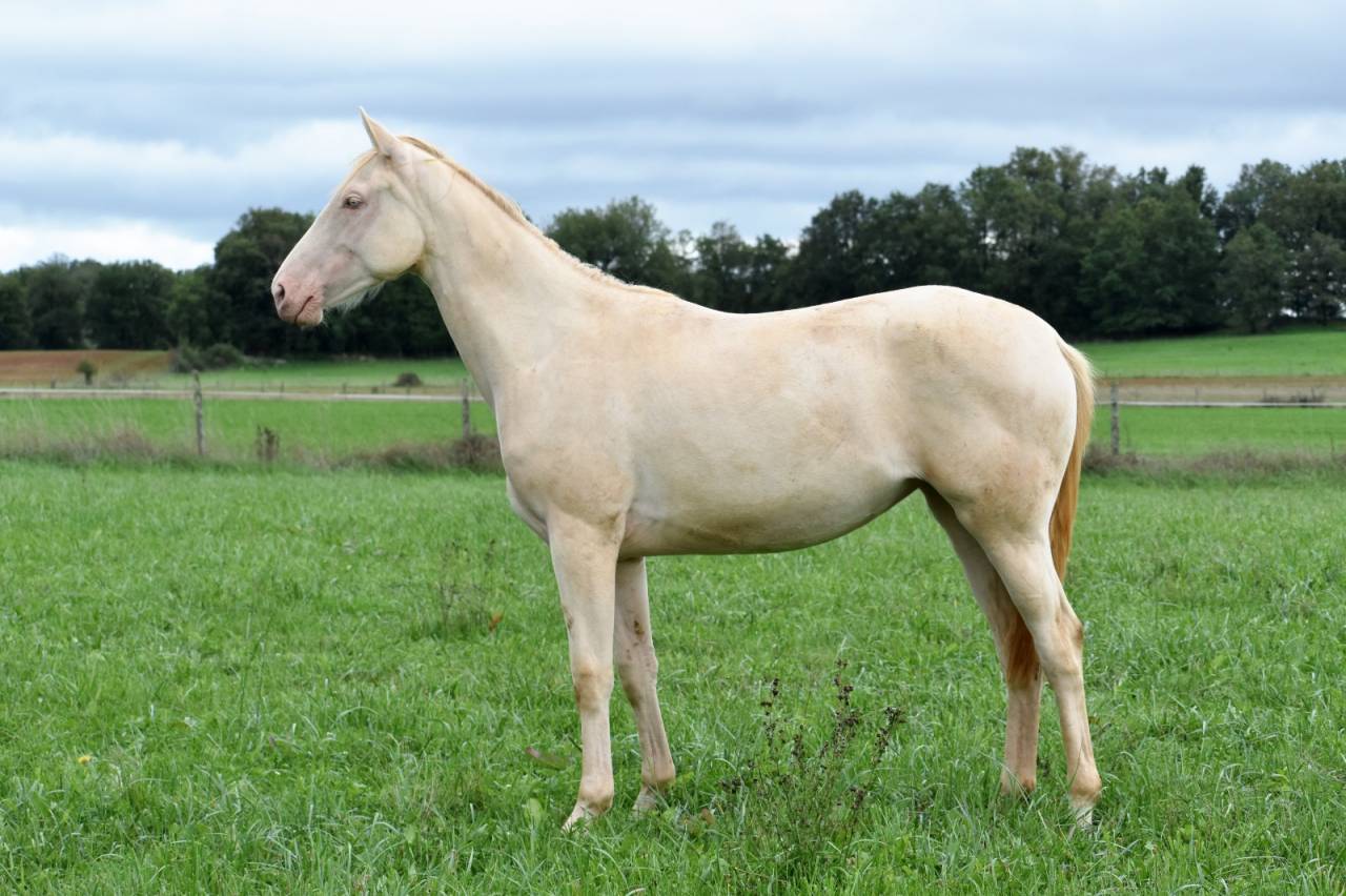 Mare Selle Fran&ccedil;ais For sale 2024 Perlino