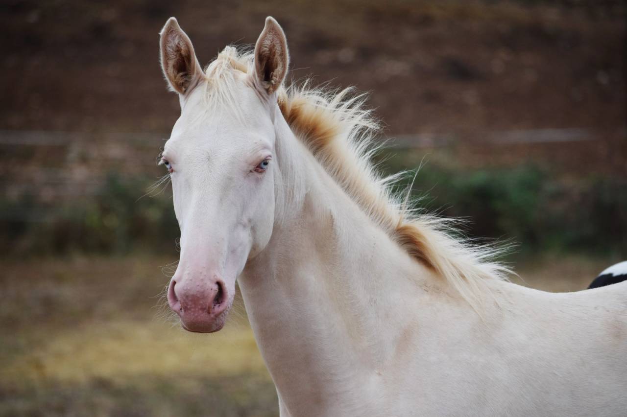Mare Selle Fran&ccedil;ais For sale 2024 Perlino