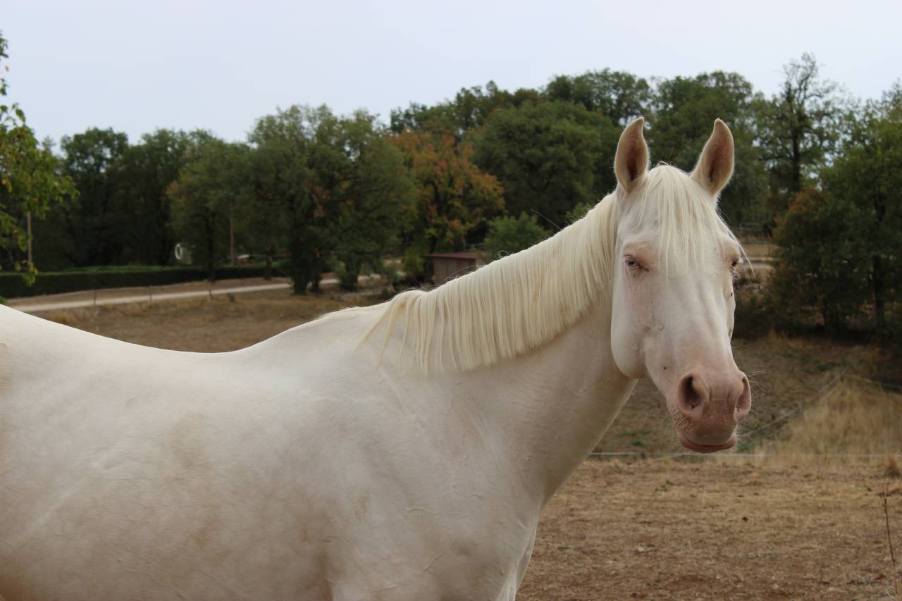 Mare Selle Fran&ccedil;ais For sale 2024 Perlino