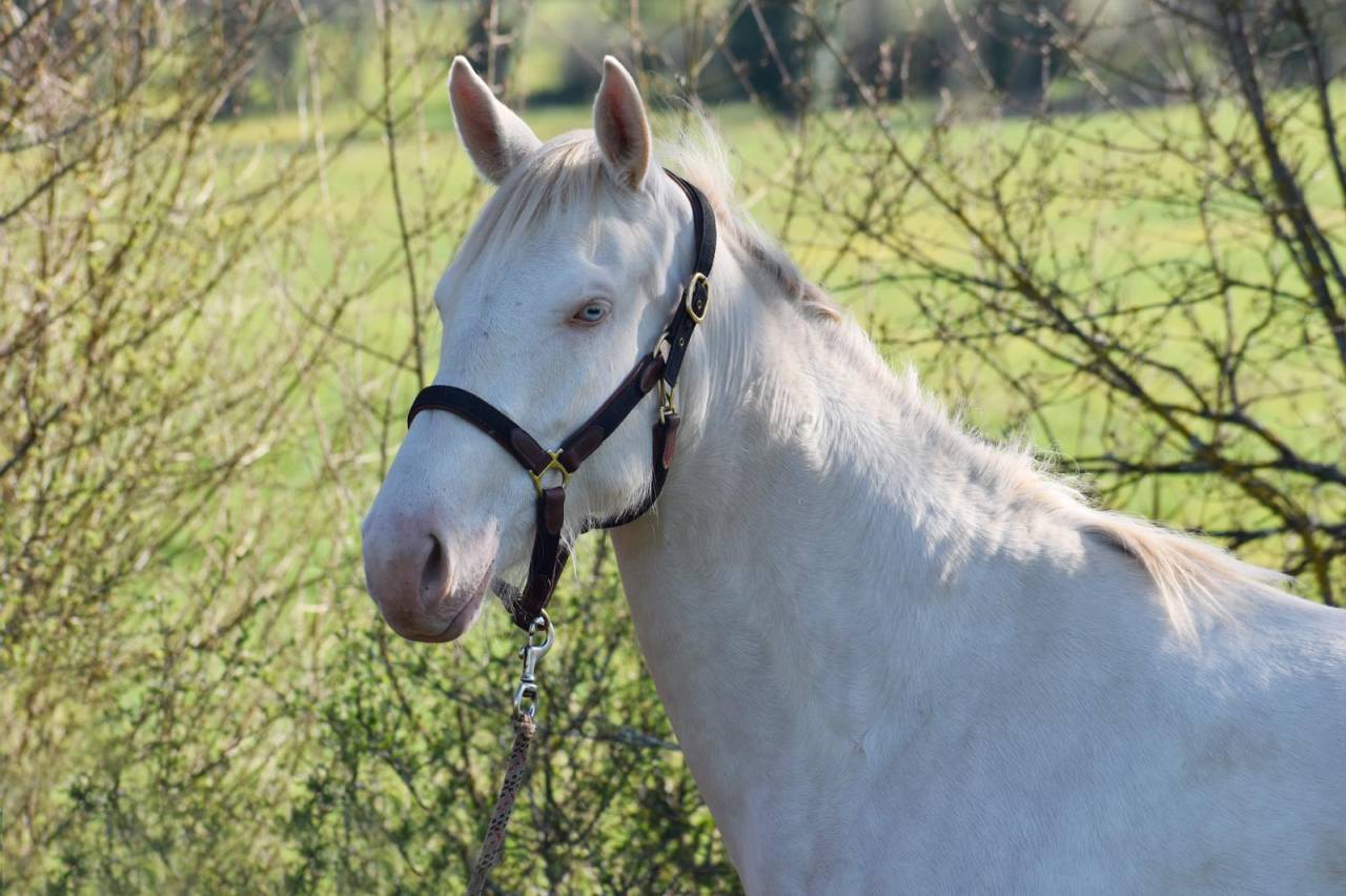 Mare Selle Fran&ccedil;ais For sale 2024 Perlino
