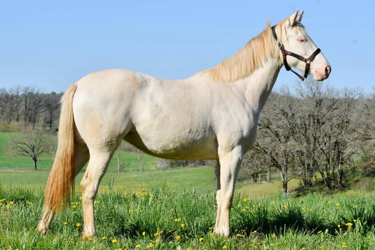 Mare Selle Fran&ccedil;ais For sale 2024 Perlino