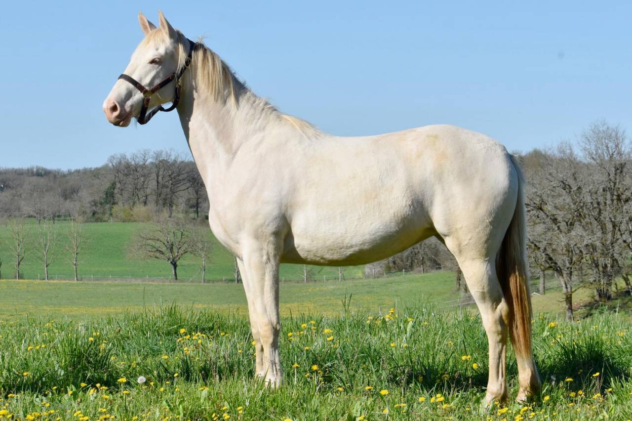 Mare Selle Fran&ccedil;ais For sale 2024 Perlino