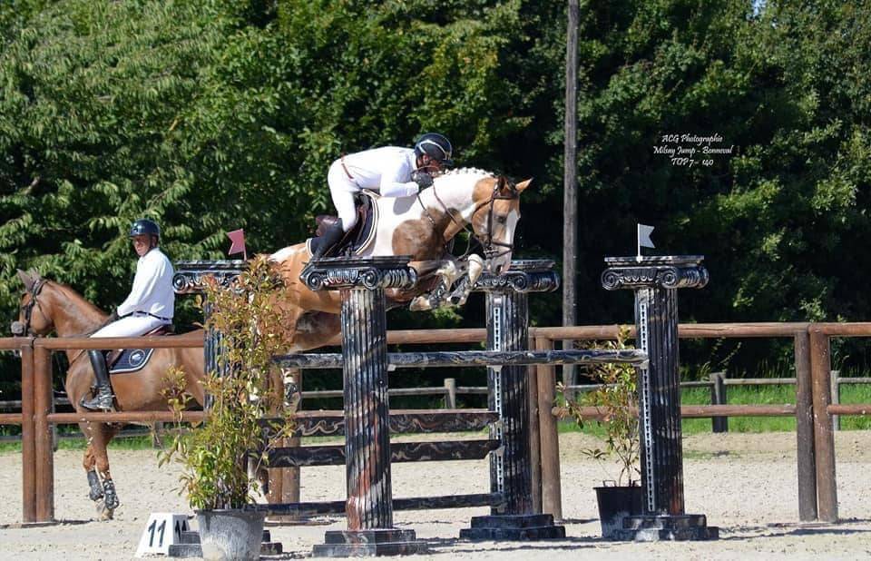 Mare Selle Fran&ccedil;ais For sale 2024 Perlino