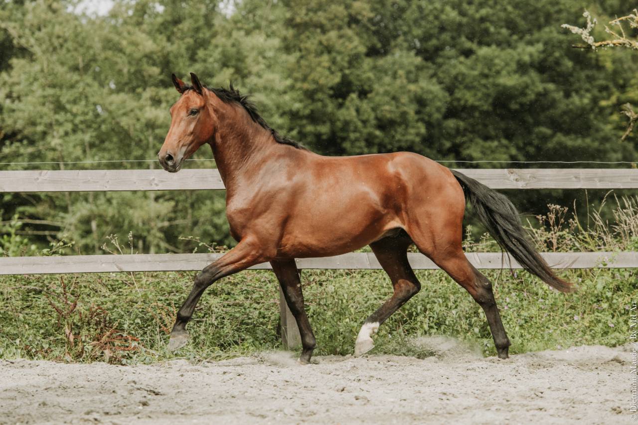 Gelding KWPN Dutch Warmblood For sale 2022 Bay