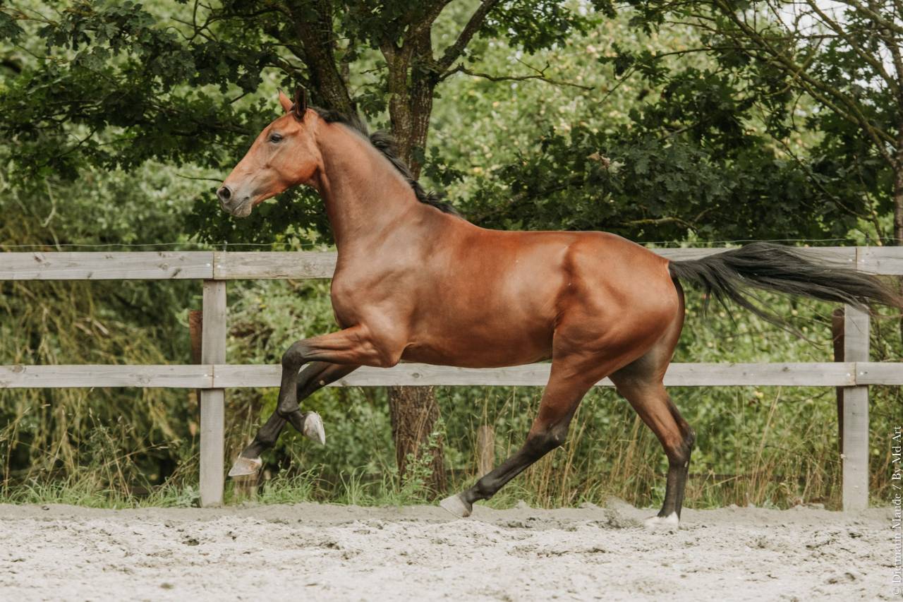 Gelding KWPN Dutch Warmblood For sale 2022 Bay