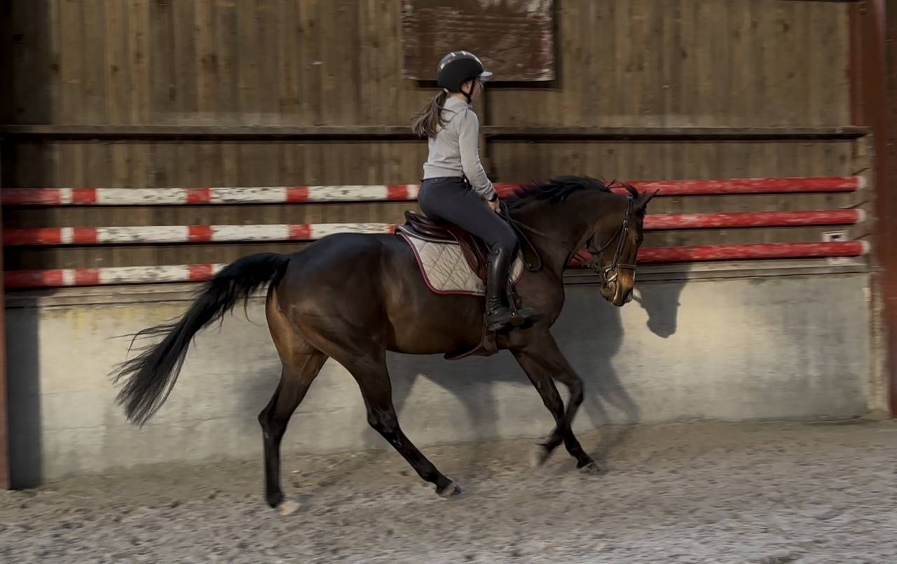 Mare Zangersheide For sale 2020 Bay