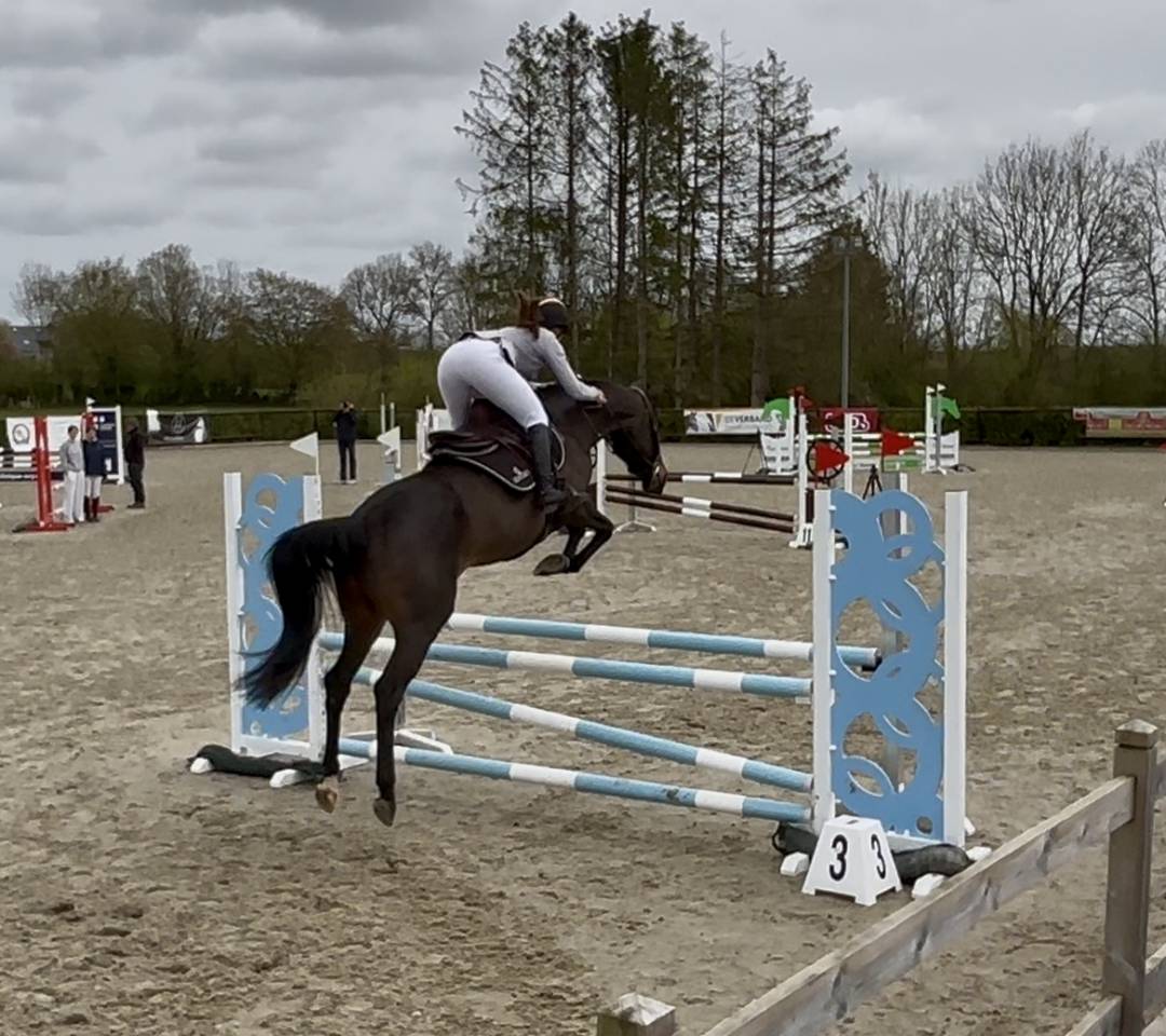 Mare Zangersheide For sale 2020 Bay