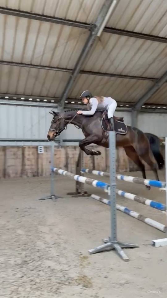 Mare Zangersheide For sale 2020 Bay