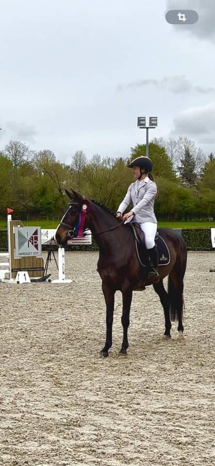 Mare Zangersheide For sale 2020 Bay