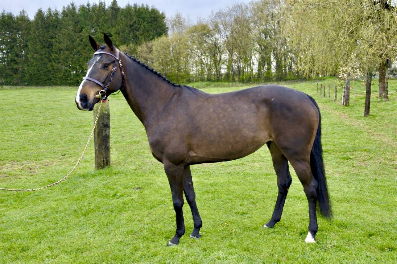 Mare Zangersheide For sale 2020 Bay