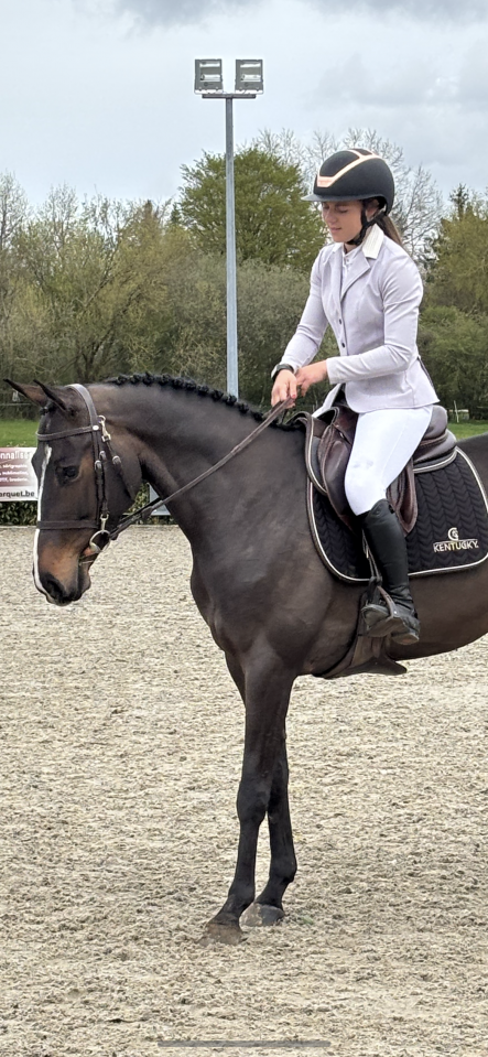 Mare Zangersheide For sale 2020 Bay