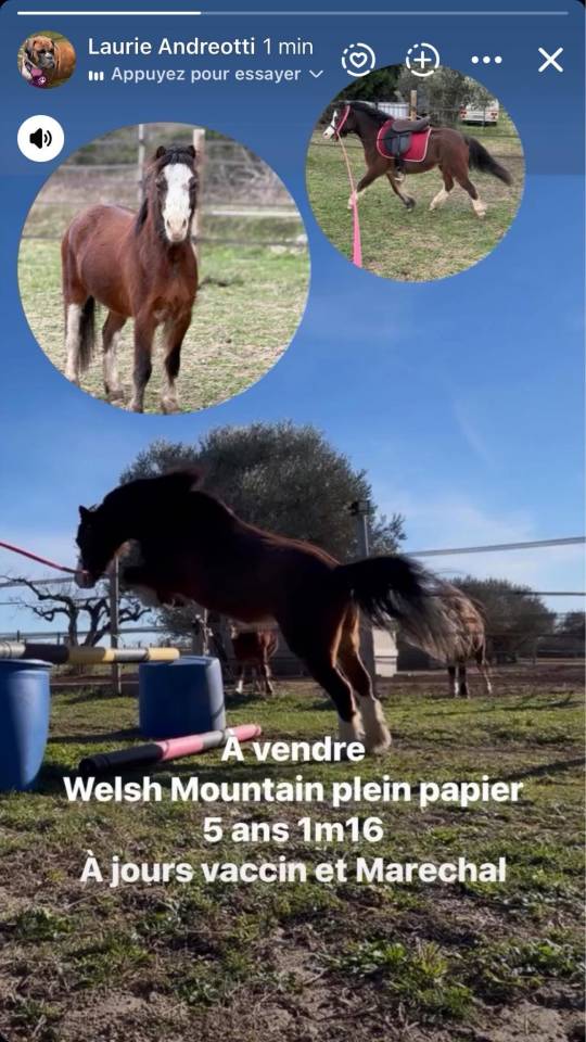 Gelding Welsh Pony (Section A) For sale 2021 Other color