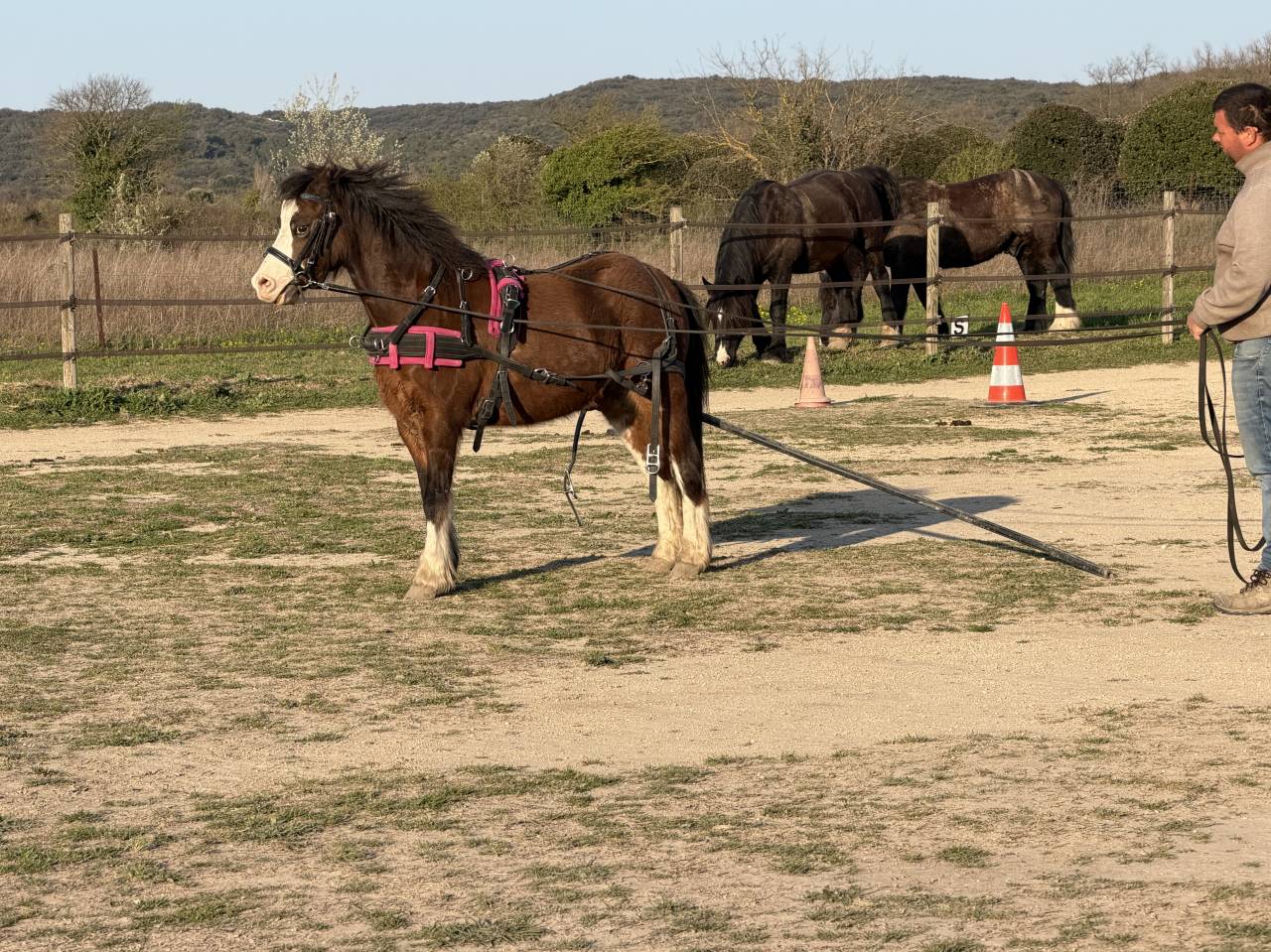 Gelding Welsh Pony (Section A) For sale 2021 Other color