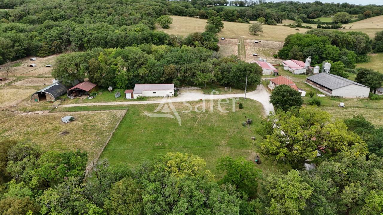Hog farm / Piggery  Lot