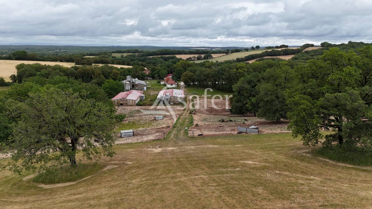 Hog farm / Piggery  Lot