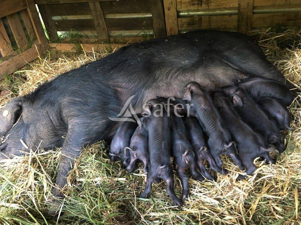 Hog farm / Piggery  Lot