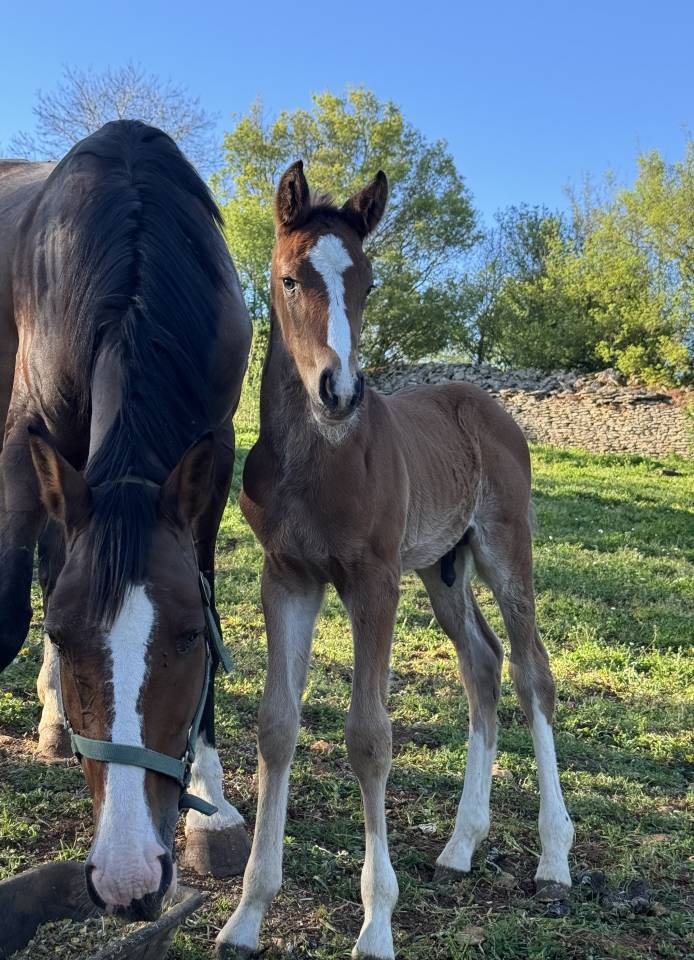 Colt Selle Fran&ccedil;ais For sale 2026 Bay