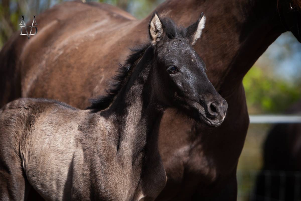 Filly PRE Pure Spanish Bred For sale 2026 Black