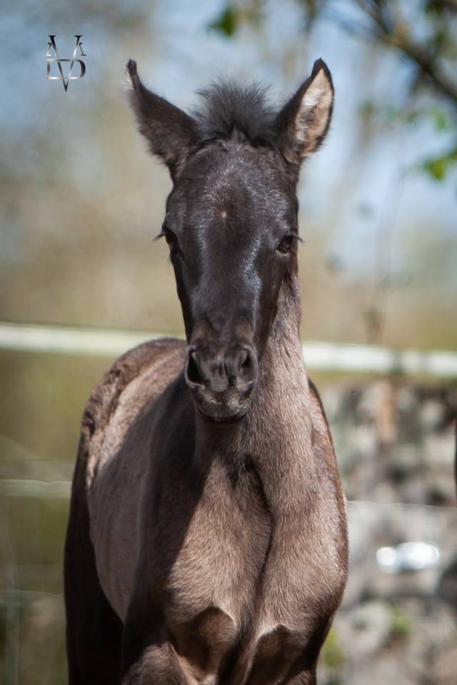 Filly PRE Pure Spanish Bred For sale 2026 Black