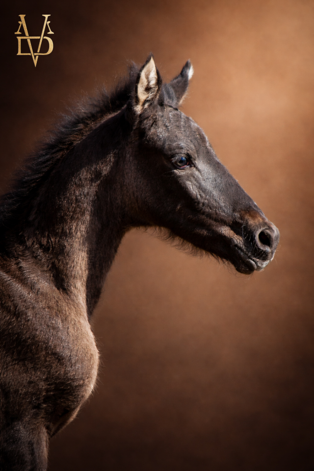 Filly PRE Pure Spanish Bred For sale 2026 Black