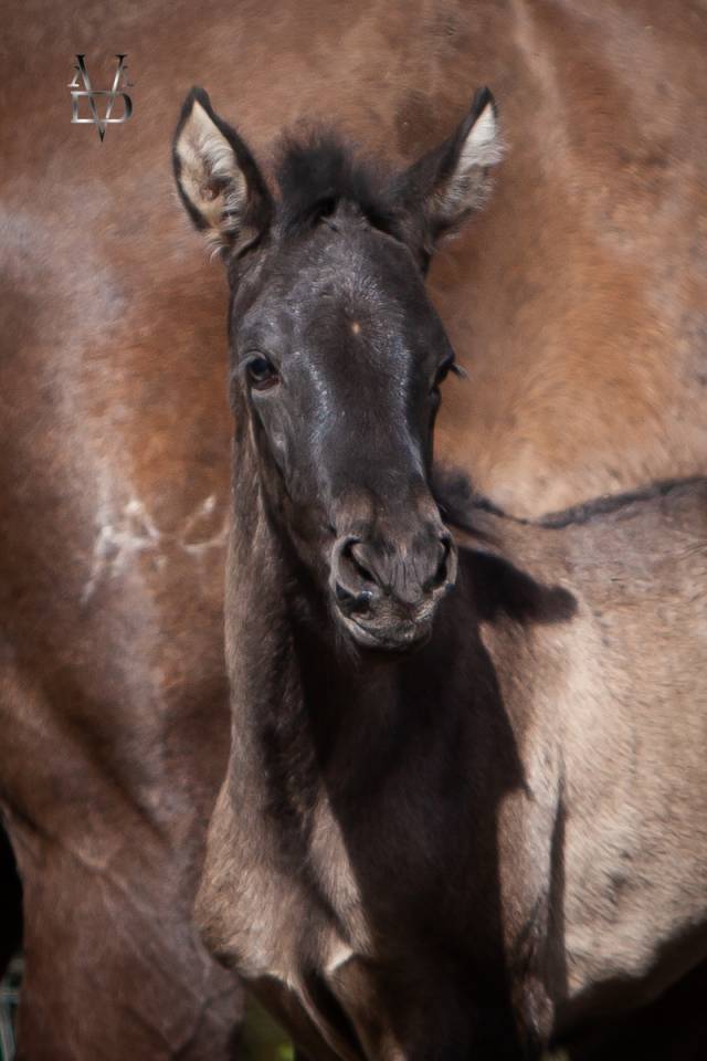 Filly PRE Pure Spanish Bred For sale 2026 Black