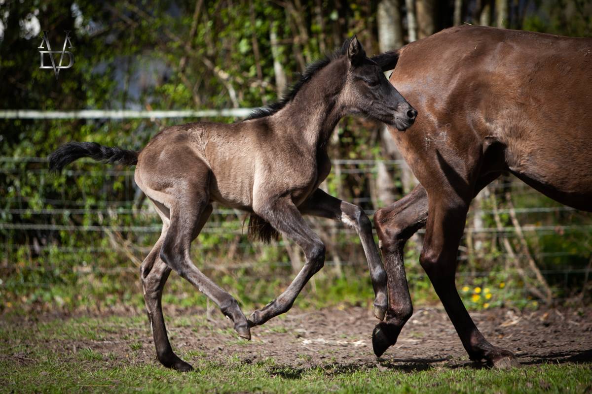 Filly PRE Pure Spanish Bred For sale 2026 Black