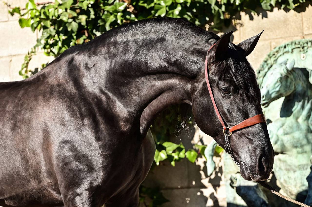 Filly PRE Pure Spanish Bred For sale 2026 Black