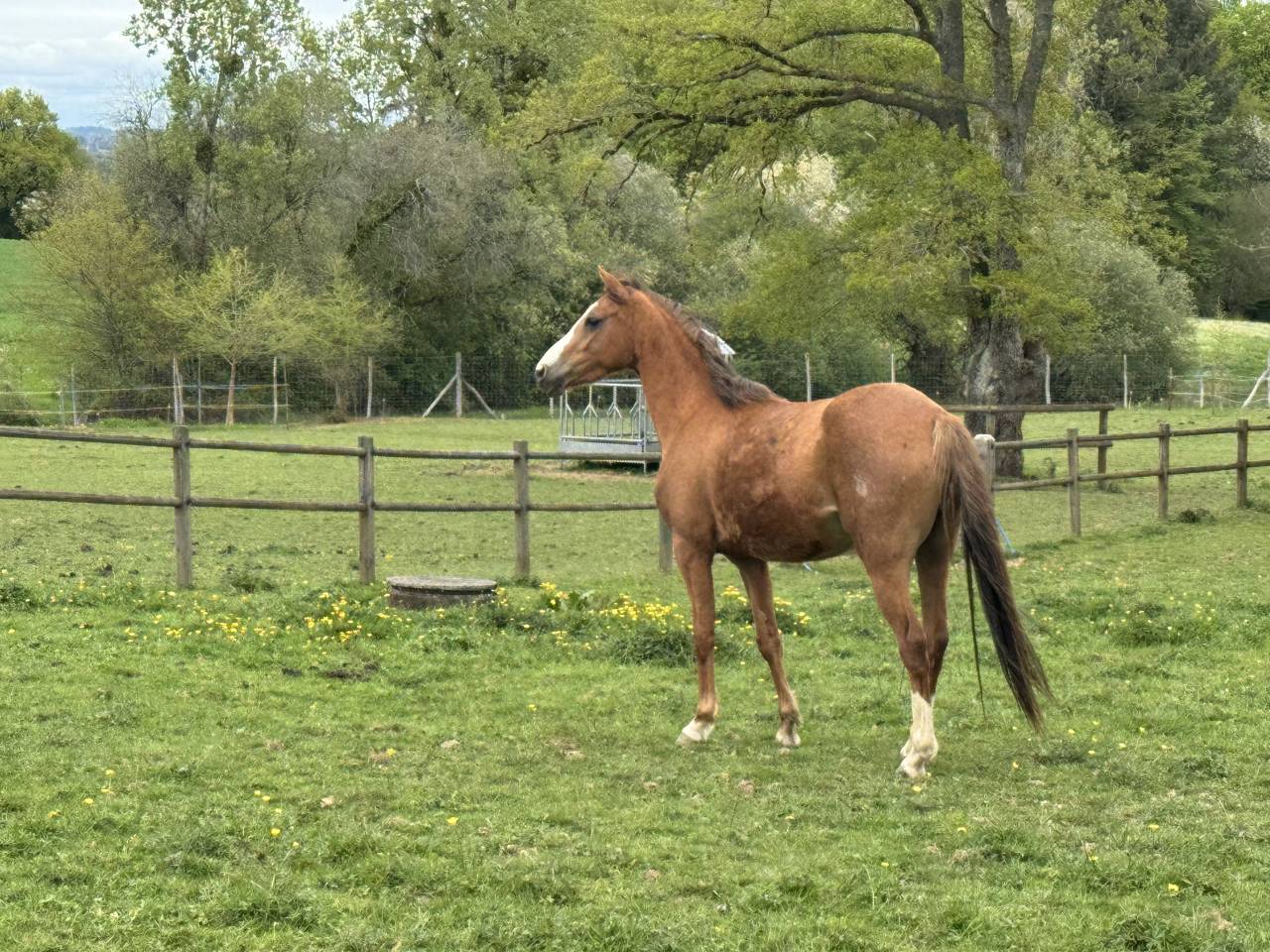 Mare Welsh Part Bred For sale 2022 Chesnut