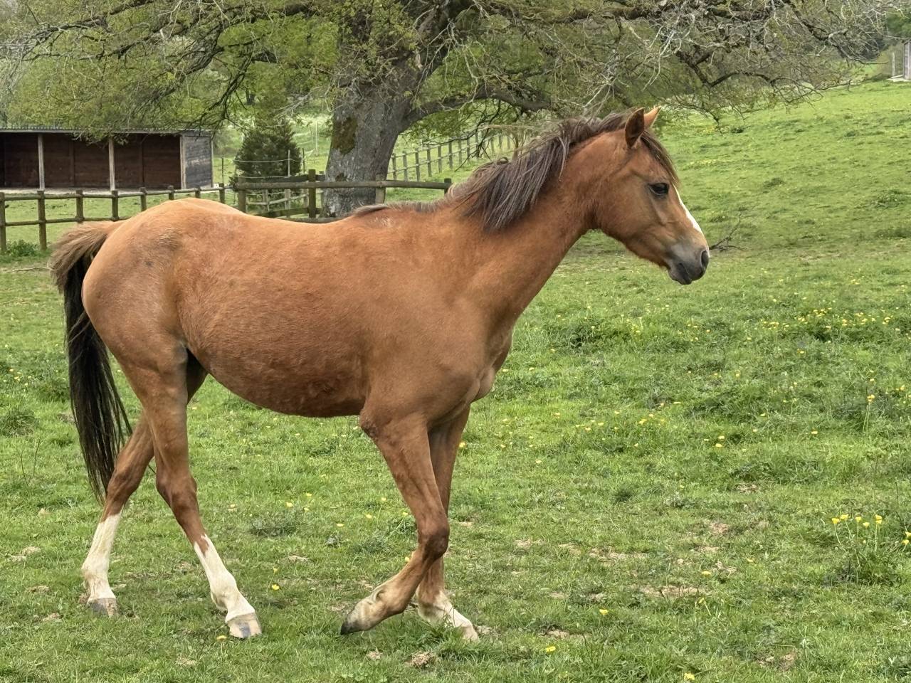 Mare Welsh Part Bred For sale 2022 Chesnut