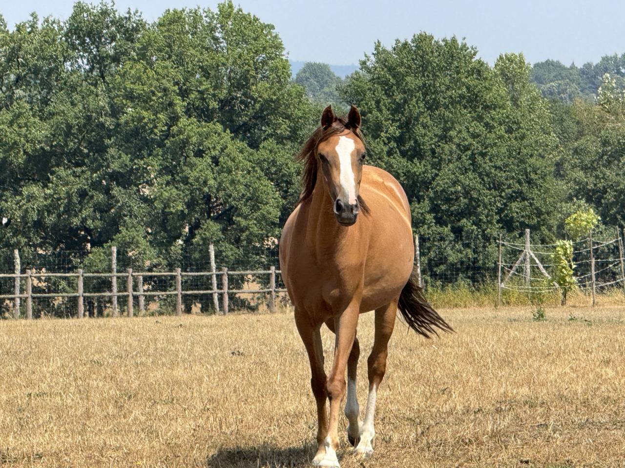 Mare Welsh Part Bred For sale 2022 Chesnut