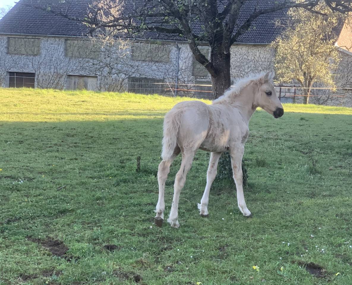 Filly Connemara For sale 2026 Cream