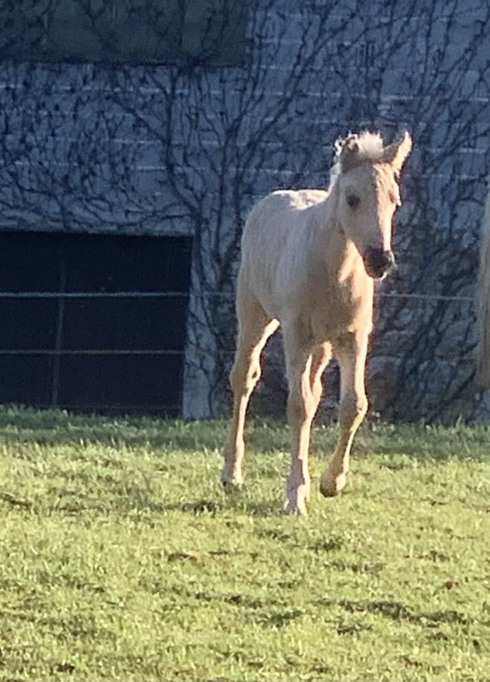 Filly Connemara For sale 2026 Cream