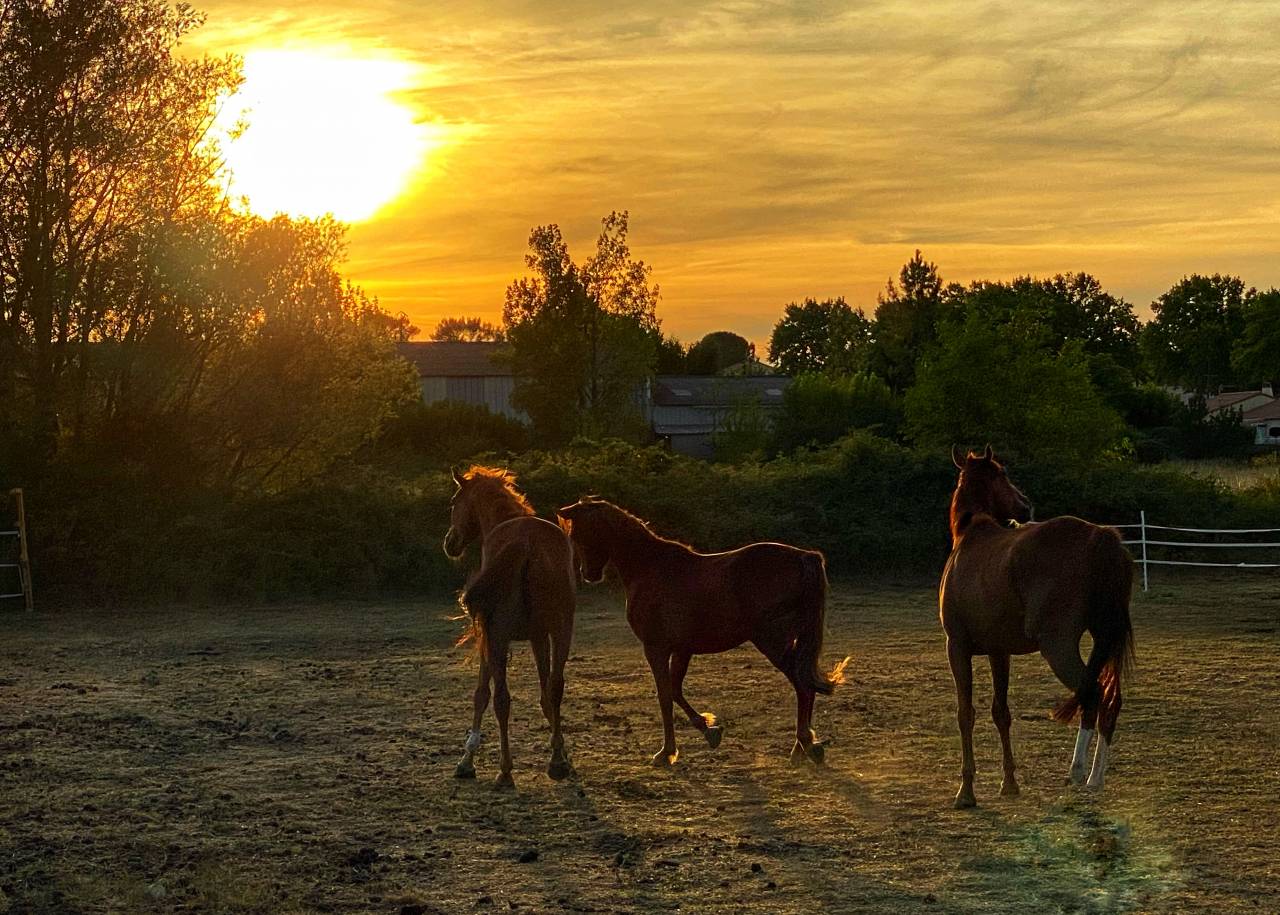 Equestrian property  Gard
