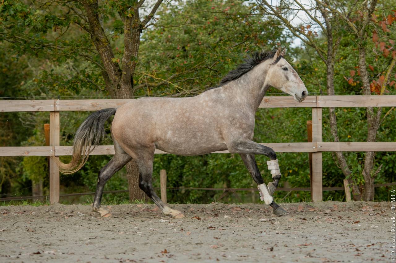Mare Lusitano For sale 2020 Grey