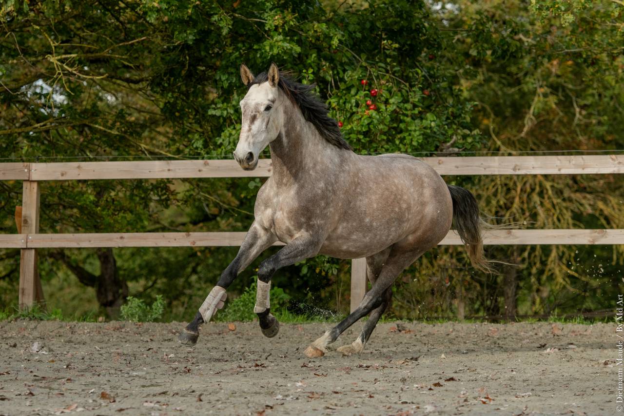 Mare Lusitano For sale 2020 Grey