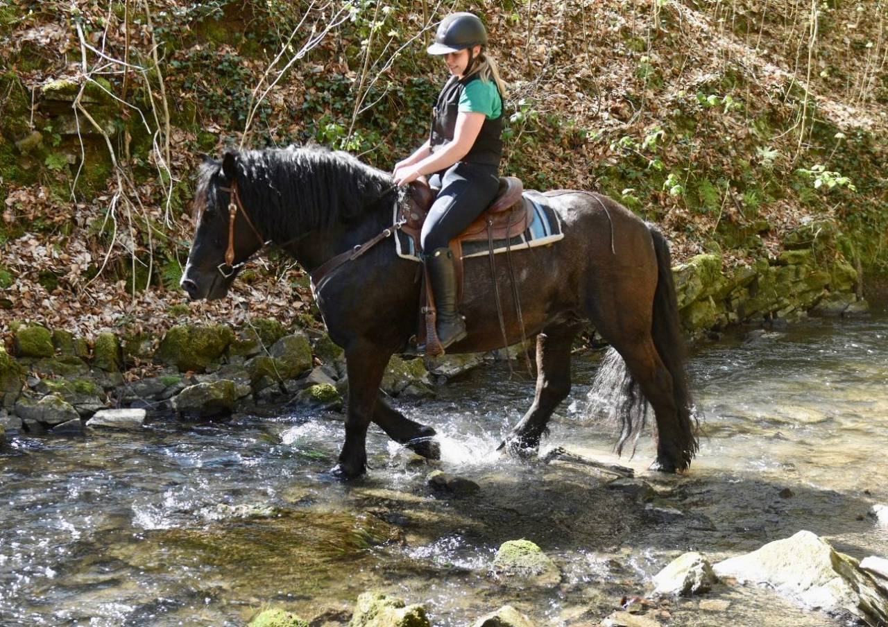 Mare Origin Recorded For sale 2015 Black