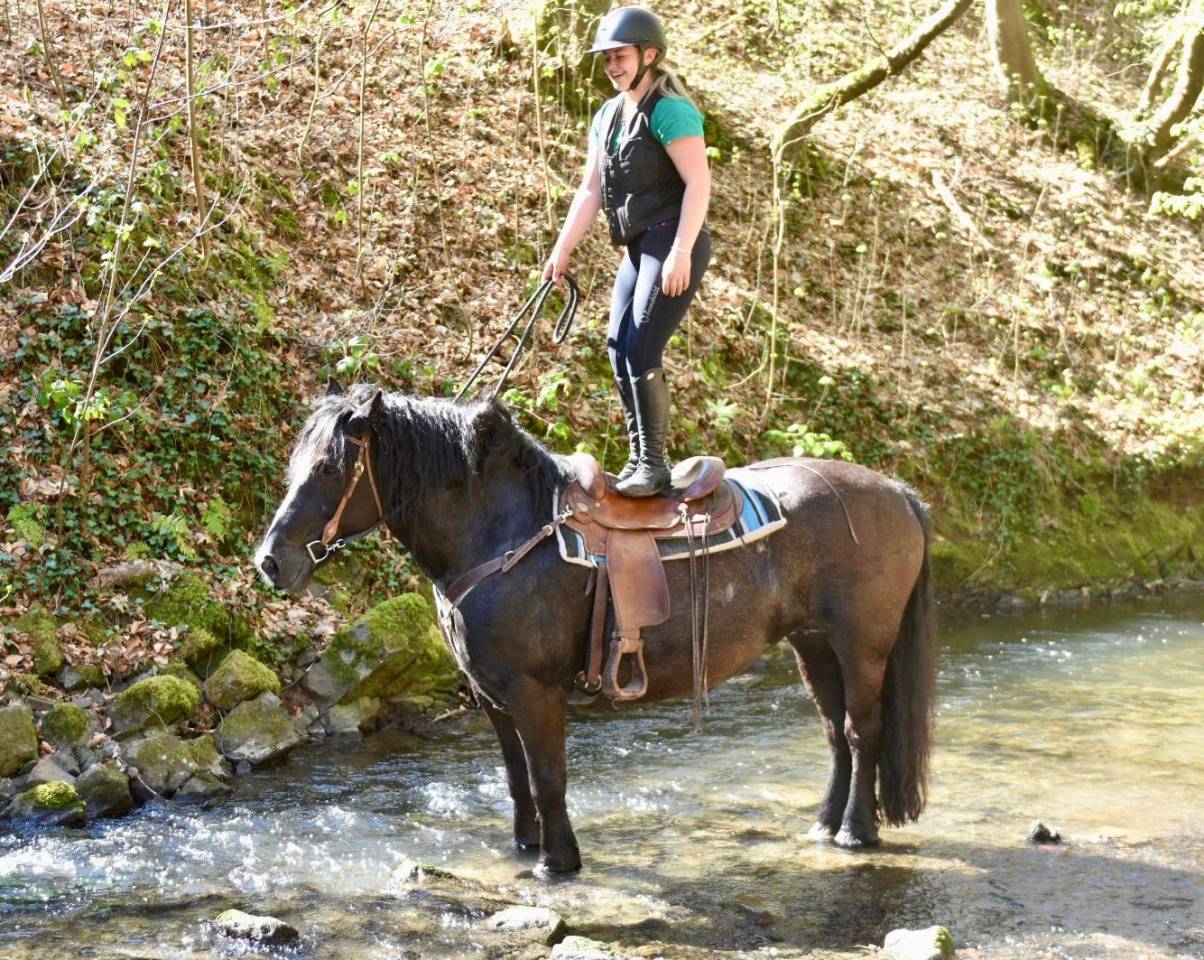 Mare Origin Recorded For sale 2015 Black