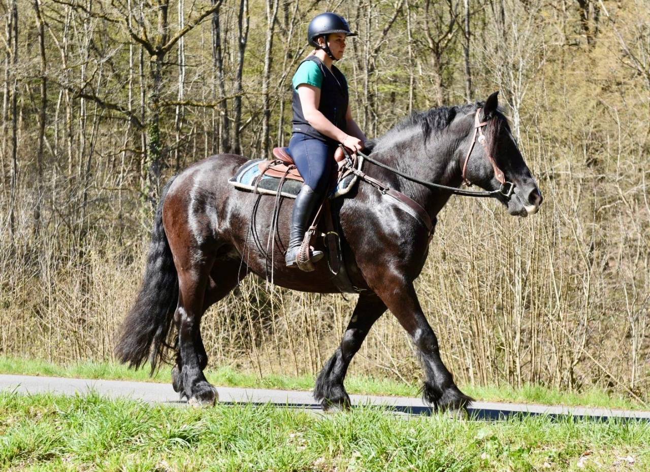 Mare Origin Recorded For sale 2015 Black